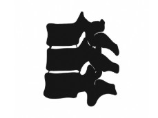 Vertebra Studio